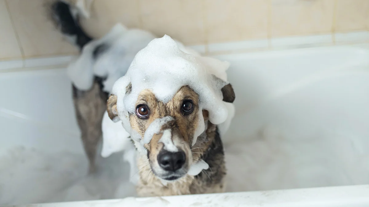 Front Page -Groomerspro Shop dog in tub