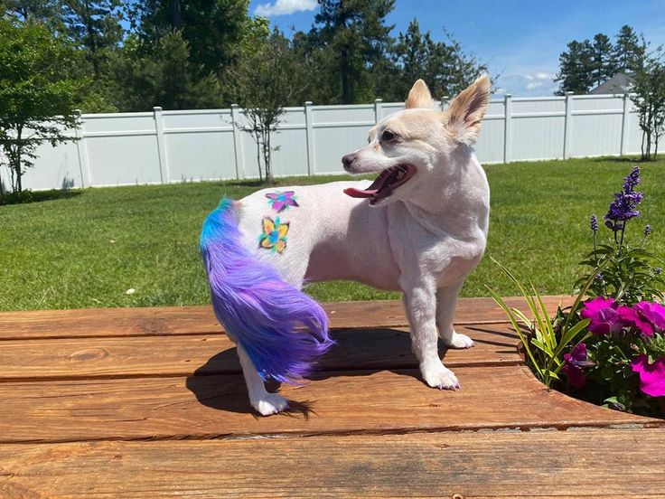 Front Page -Groomerspro Shop f071b8808aae2a12ca4a2b0fa63c83a3